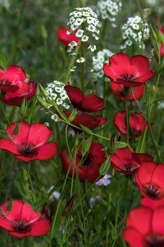 Red Tulips