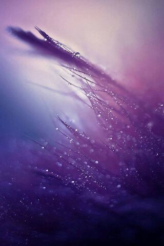 Mystical Morning Dew 🌅✨