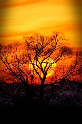 Golden Horizon: Nature's Canvas