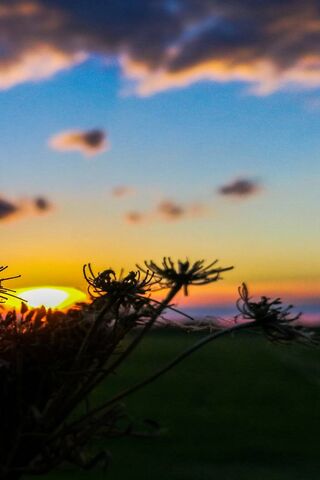 Sunset Serenity: Nature's Embrace 🌅🌿