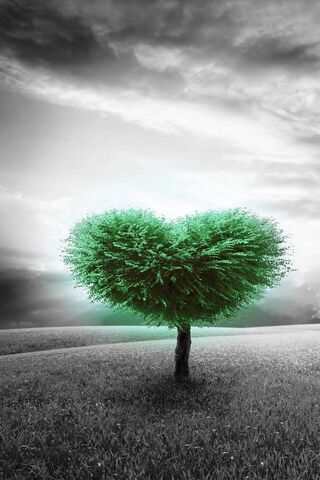 Heartfelt Nature 🌳❤️