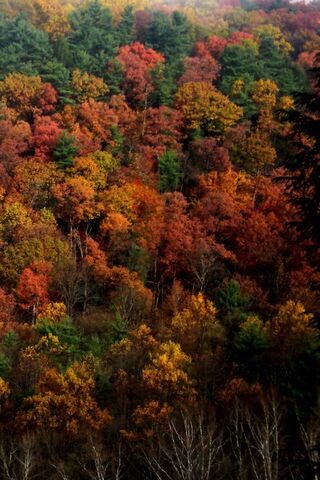 Vibrant Fall Foliage in..