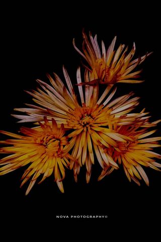 Golden Blooms in the Dark