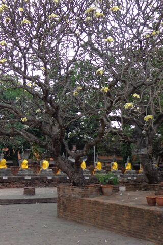 Serenity Among the Ruins: Ayutthaya's Timeless Beauty 🌼🏛️