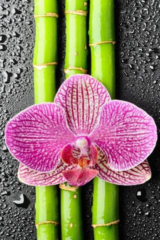 Orchid Elegance: Nature's Masterpiece 🌸✨