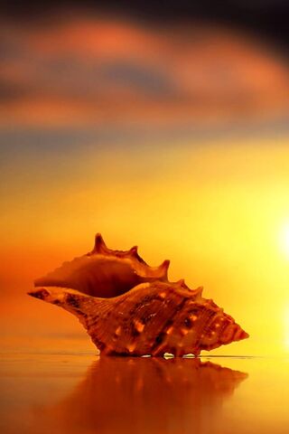 Seashell Serenity at Dusk 🌅🐚