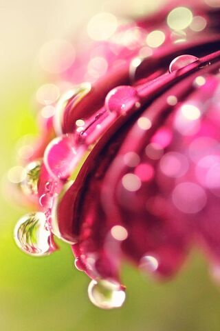 Whispers of Nature: Bokeh Drops