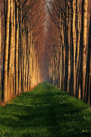 Nature's Pathway: A Tranquil Journey