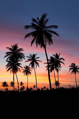 Tropical Twilight Bliss..