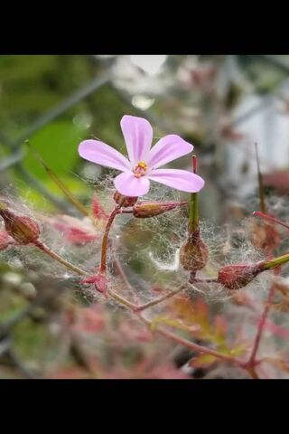 Delicate Blooms: Nature's Pink Wonder 🌸