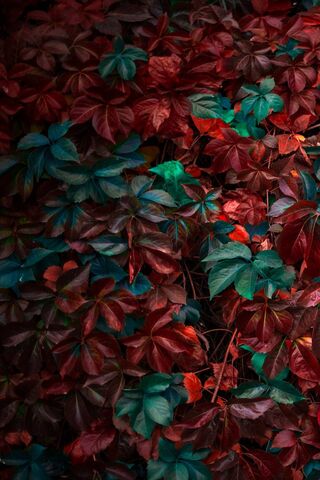 Autumn's Embrace: A Tapestry of Leaves 🍂✨