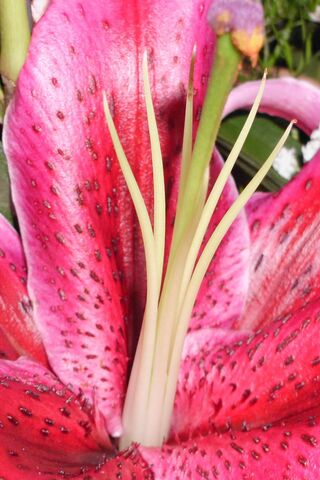 Crin: The Vibrant Beauty of Nature 🌺✨