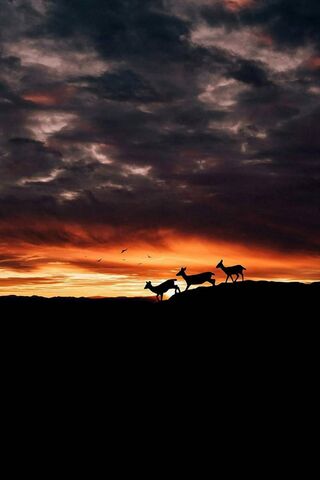 Crimson Horizon: Nature's Serenade 🌅🦌