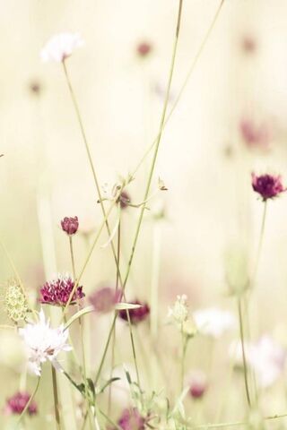 Whispers of Spring: A F..