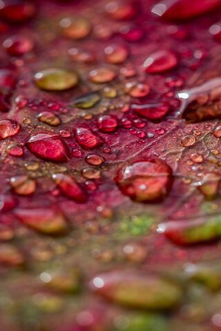 Nature's Gem: Dewy Delights on Leaf 🌿💧
