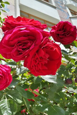 Kirmizi: The Radiant Red Roses 🌹✨