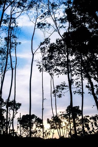 Whispers of the Afternoon Sky 🌳☁️
