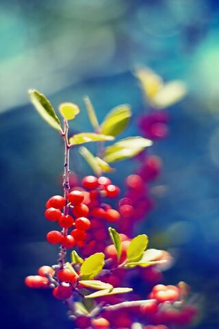 Red Berries