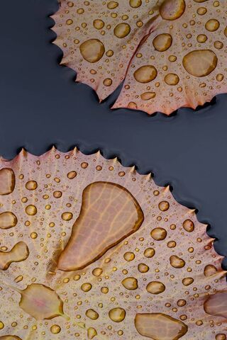Nature's Watercolor: Fresh Lotus Leaf Delight 🌿💧
