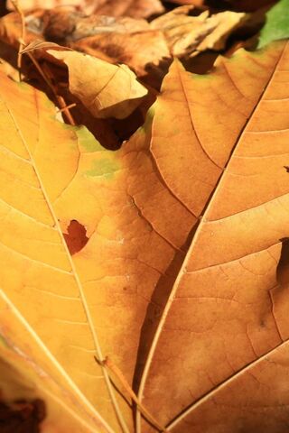 Autumn's Golden Embrace 🍂✨