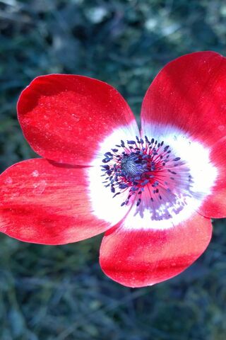 Radiant Anemone: Nature's Bold Brushstroke 🌺✨