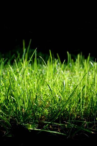 Grass Macro Qhd