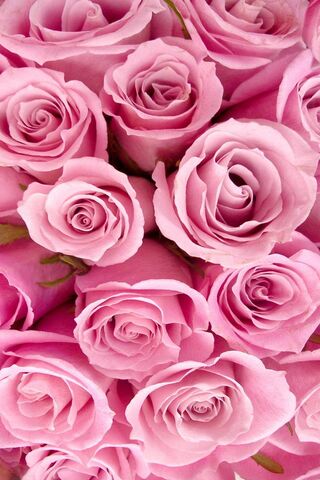 Blushing Beauty: The Ch..