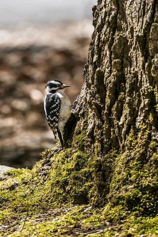 Woodland Wonder: The Curious Woodpecker 🐦🌳