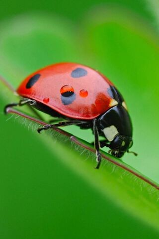 Nature's Little Guardian: The Ladybird 🐞✨