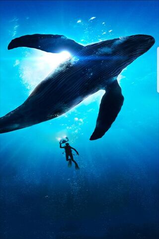 Majestic Giants of the Deep: The Blue Whale Encounter 🌊🐋