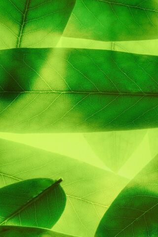 Nature's Green Canvas 🌿