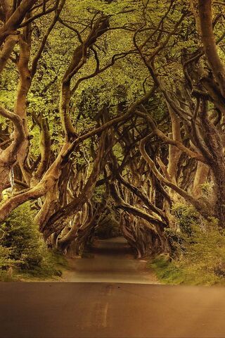 Enchanted Pathway 🌳✨