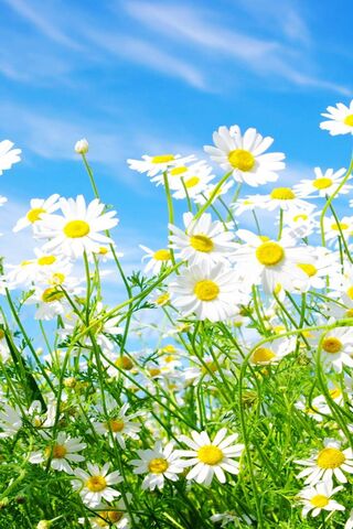 Daisy Delight: A Field ..