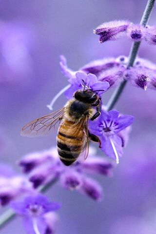Buzzing Beauty: The Life of a Bee 🐝💜