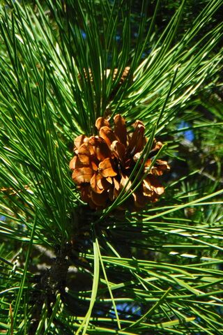Nature's Treasure: The Pine Cone 🌲✨