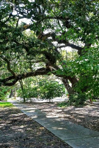 Whispers of the Angel Oak 🌳✨