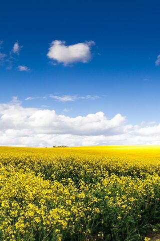 Golden Bliss: A Day in Flowerfield 🌼☀️