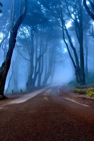 Mystical Pathways in the Fog 🌫️🌲