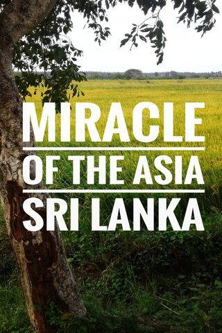 Sri Lanka's Golden Fields: A Natural Wonder 🌾✨