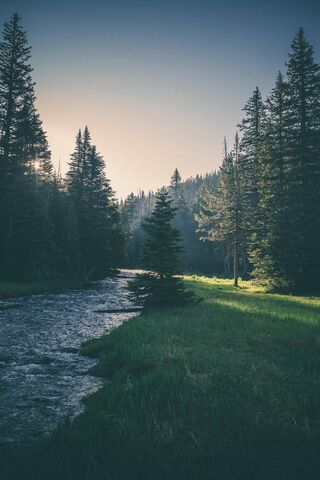 Suma: Serenity in Nature 🌲✨