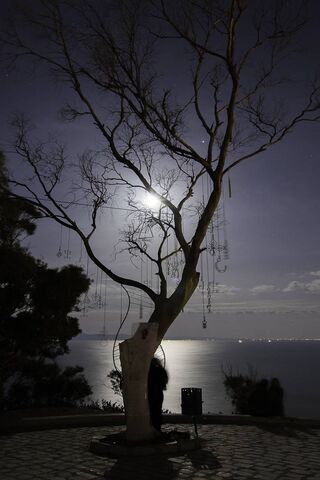 Whispers of the Moonlit..