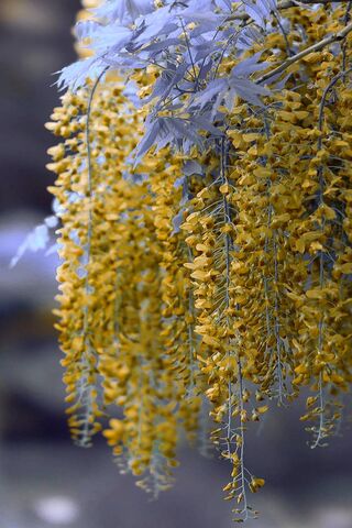Branches