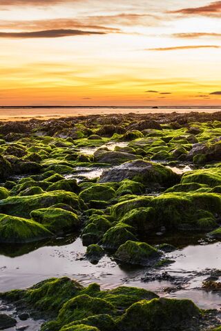 Golden Glow Over Mossy Shores 🌅✨
