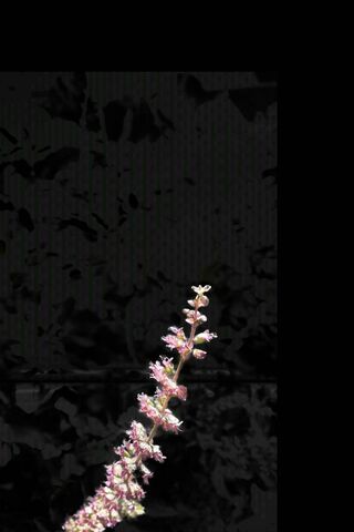 Floral Elegance in Shadows 🌸🌑