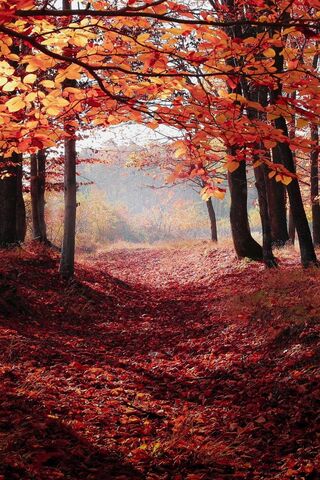 Fall Forest Walk