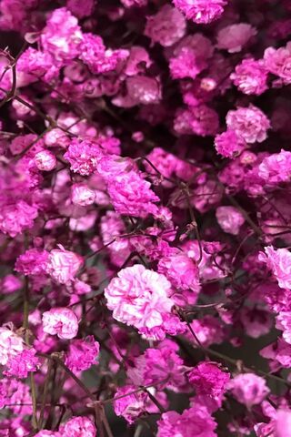 Pinke Blumen Hintergrund Lade Auf Dein Handy Von Phoneky Herunter