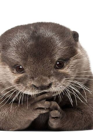 Otterly Adorable: The P..