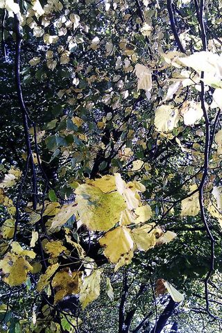 Golden Canopy: A Dance of Autumn Leaves 🍂✨