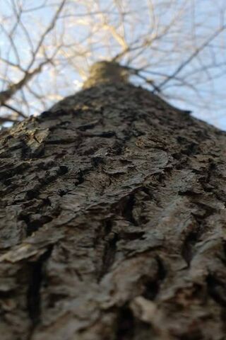 Bark's Tale: Nature's Texture 🌳✨