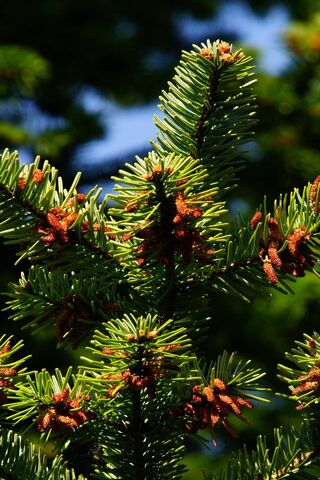 Nature's Green Spikes: The Beauty of Pine Needles 🌲✨